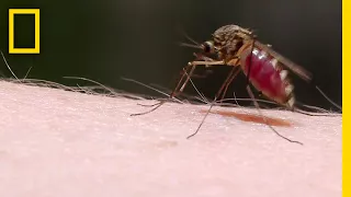 See How Mosquitoes Use Stealth to Steal Your Blood | National Geographic