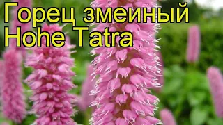 Персикария/горец змеиный Хоух Татра. Краткий обзор, описание persicaria bistorta Hohe Tatra