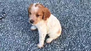 Chiots Epagneul breton de 2 mois