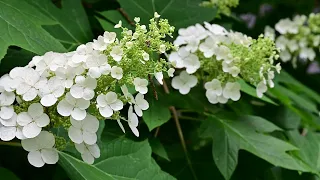 KY Native Garden Memorial Day