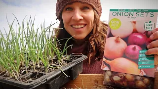 Transplant Onions With Me (The Start of the Spring Garden)