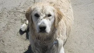 Bailey at the Beach