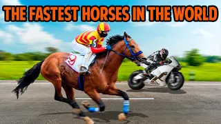 The FASTEST HORSES In The World 🐎