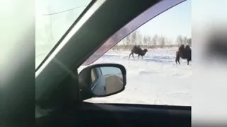 Верблюды в Алтайском крае в разгар зимы.