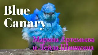 Blue Canary - cover by Marina Artemieva & Leila Shishkina