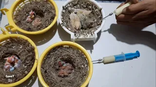 How to feed a canary chick  | Hand feeding canary chick