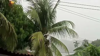 Rainy day🌧️ | coconut tree🌴 | rain sounds for sleep | 20 minutes relaxing | pirathap relax studio