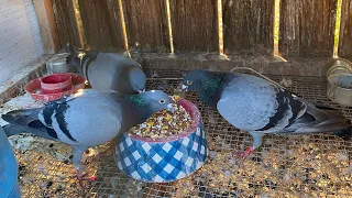 10 Free Pigeons To Add To The Loft