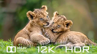 12K HDR 120fps Dolby Vision - Beautiful Animals And Relaxing Piano Music