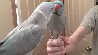 Ringneck Parakeet singing to himself :)
