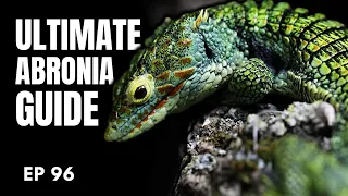 How to Save HERPETOCULTURE from DESTRUCTION! | Abronia Alliance