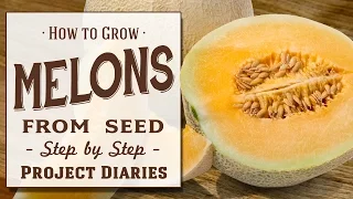 ★ How to: Grow Melons from Seed (A Step by Step Guide)