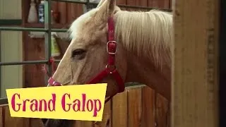 Grand Galop 115 - La Naissance d'un poulain | HD | Épisode Complet