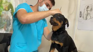 When your dog learning to trust the vet 🐶 Funniest Dog Reaction