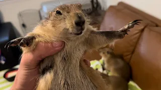 Why I Ate My Prairie Dog (Apology Video)