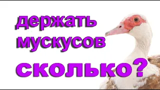 Как часто обновлять племя  мускусных уток? Ответы на Часто Задаваемые Вопросы