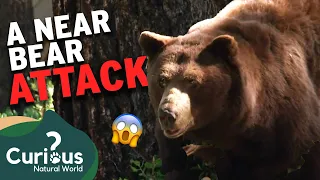 A Near Attack On Bear Wrangler, Steve Searles! 😳 | The Bear Whisperer | Curious?: Natural World