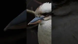 Laughing kookaburra | Смеющаяся кукабара | Dacelo novaeguineae