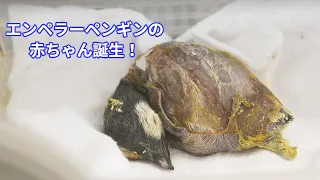 エンペラーペンギンの赤ちゃんが誕生しました！