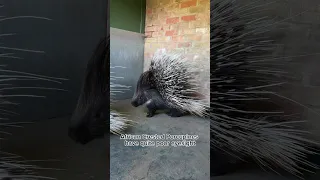 ✨A day in the life of a Porcupine at Shepreth Wildlife Park✨ #shorts #planetzoo