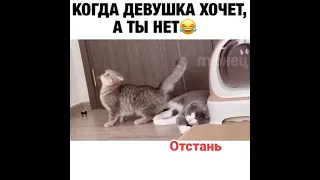 ❤️ Mattakashi Когда кошка хочет)))а кот нет)))