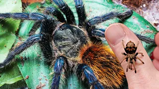 EASY Green Bottle Blue Tarantula Care - AMAZING PETS!