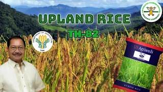 Part1 Irrigated Upland Rice Farming in the Philippines | fertigation technology | Happy Farmer