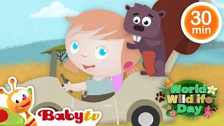 Animales para niños: osos, leones, monos y más 🦊 🦒 | Vídeos para niños | @BabyTVSP