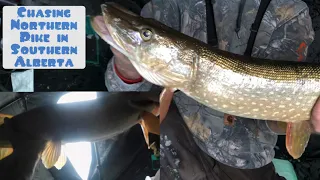 Chasing Northern pike in Southern Alberta