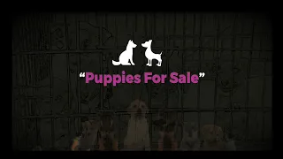 Puppies For Sale | Motivational Story | Niscort Media