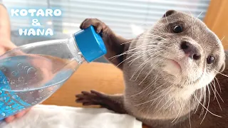 Otters Try Sparkling Water for The First Time!