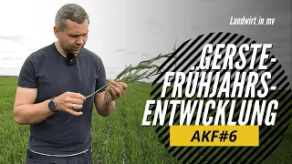 AKF #6 Gerste Frühjahrsentwicklung, Stickstoffversorgung, BBCH-Stadien