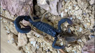 PET ALLIGATOR BACKED SCORPION STINGS AND EATS A CRICKET! (Hottentotta franzwerneri)