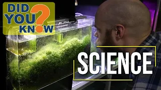 Refugium Performance? 12 Science-Based Techniques on Utilizing Algae to Avoid Algae in Reef Tanks