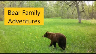 Trail Cam Videos Minnesota