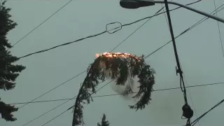 Tree Limb Explosion Overhead Electrical Lines