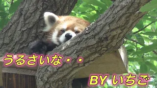 野毛山動物園　チンパンジーのガイドを聞くレッサーパンダのイチゴちゃん