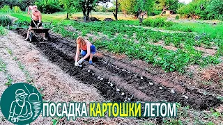 🥔 Посадка картофеля летом суперэлитой с длинными ростками 🌿 Опыт выращивания Гордеевых