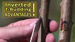 GRAFTING PEACH, PLUM, APRICOT, CITRUS | Using INVERTED T-BUDDING | GRAFTING FRUIT TREES