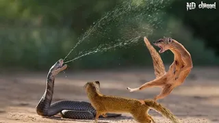 King Cobra Vs Mongoose - Cobra is Punished When Deliberately Spraying Venom Into Mongooses