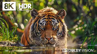 The Wildlife Biodiversity By 8K HDR | Dolby Vision™