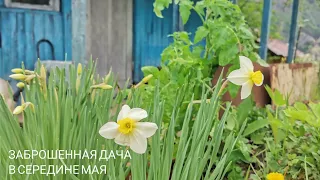 14 мая ВЫСАЖИВАЮ ТОМАТЫ в ОТКРЫТЫЙ ГРУНТ Что цветет на МОЕЙ ДАЧЕ в Сибири