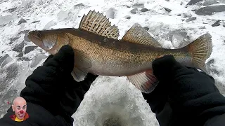 СУДАК НА БАЛАНСІР. КИЇВСЬКЕ ВОДОСХОВИЩЕ.