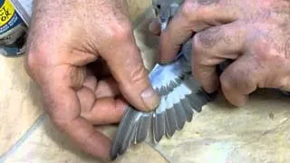 Budgie Health Care with Avian Vet Dr Ross Perry on How to Treat Feather Mites 120611