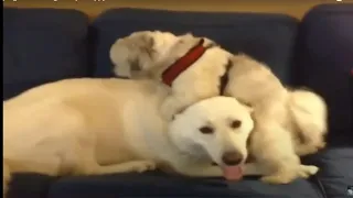 Dog Humping Friends FACE - Dog Humping Friend