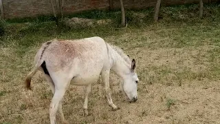 My Donkeys Groups Eating Grass In Village Life || Top Animals