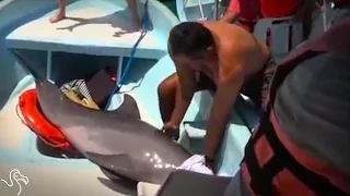 Dolphin Jumps Right Into Boat, And People Rush To Help Him