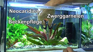 Neocaridina Beckenpflege Pflegemassnahmen im Aquarium Scheiben reinigen Pflanzen Rückschnitt