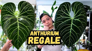 🌱 Anthurium Regale | The Journey - Good, Bad, Ugly | How I grew it in PON | Houseplants I LOVE 💚