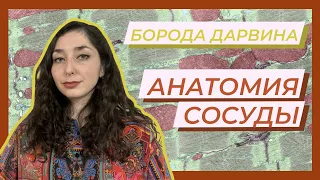 Анатомия — Кровеносные сосуды.